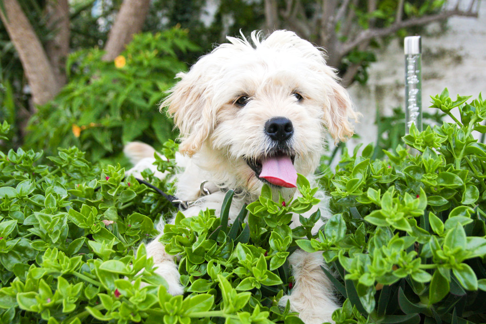 Keeping Dogs Out Of Your Garden Choice One Real Estate