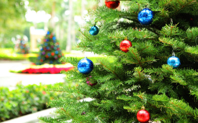 Real Christmas Trees vs. Fake Christmas Trees: Which are Greener?