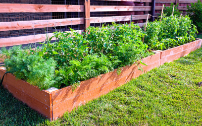 7 Rookie Mistakes in Your Vegetable Garden