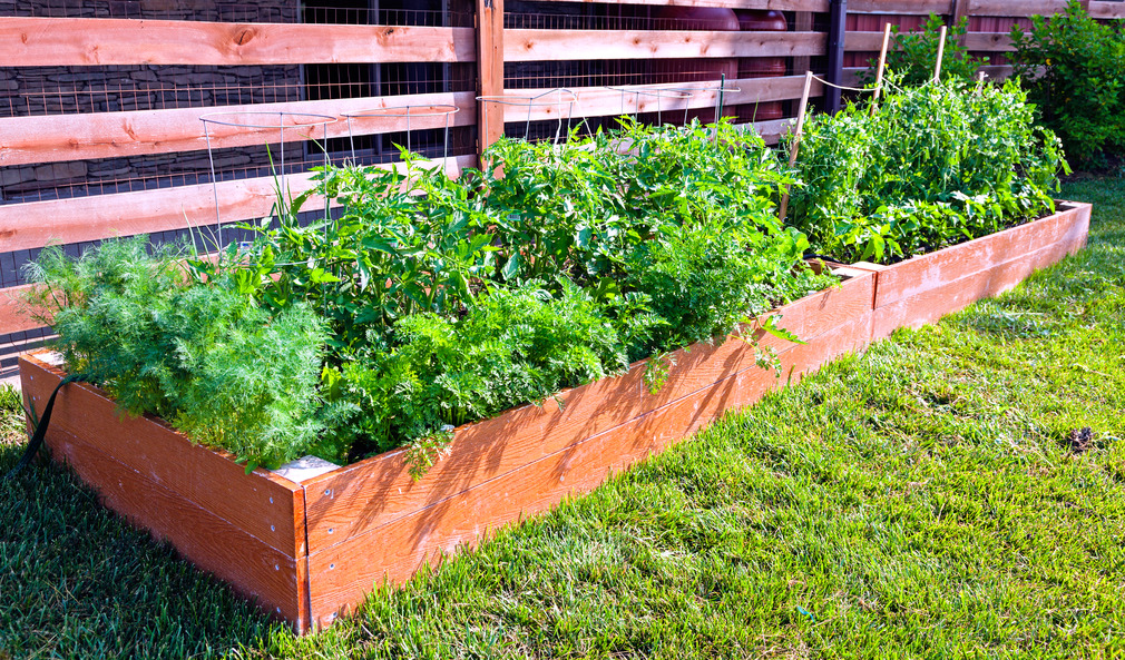 Cutler Bay home vegetable garden tips