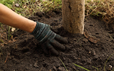 When’s the Best Time to Plant Trees?