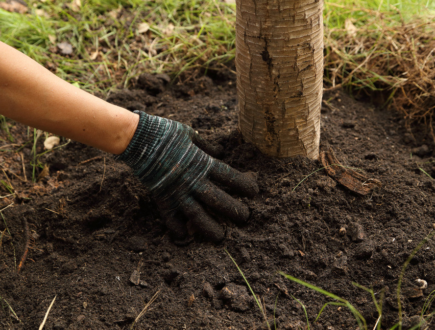 When’s the Best Time to Plant Trees?