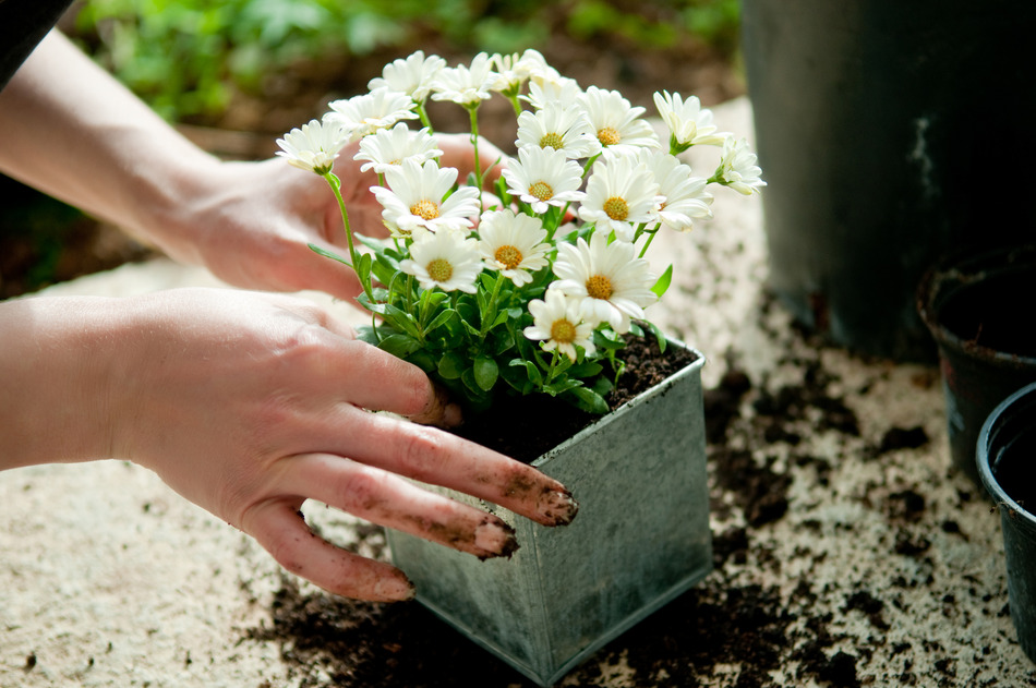 How to Divide Plants