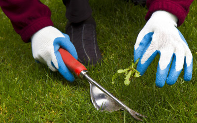 How to Prevent Weeds from Ever Sprouting