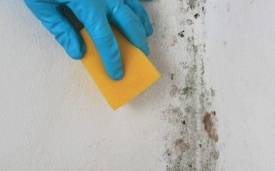 How to Kill and Prevent Bathroom Mold