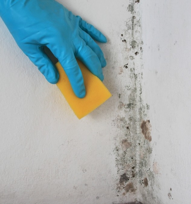 How to Kill and Prevent Bathroom Mold