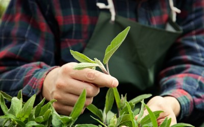 Why Gardening is Good for Your Heart