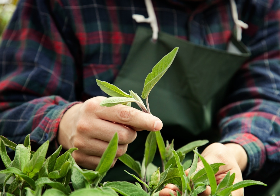 Why Gardening is Good for Your Heart